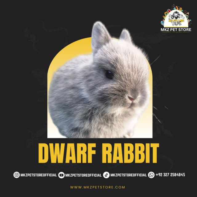 DWARF RABBIT MKZ..