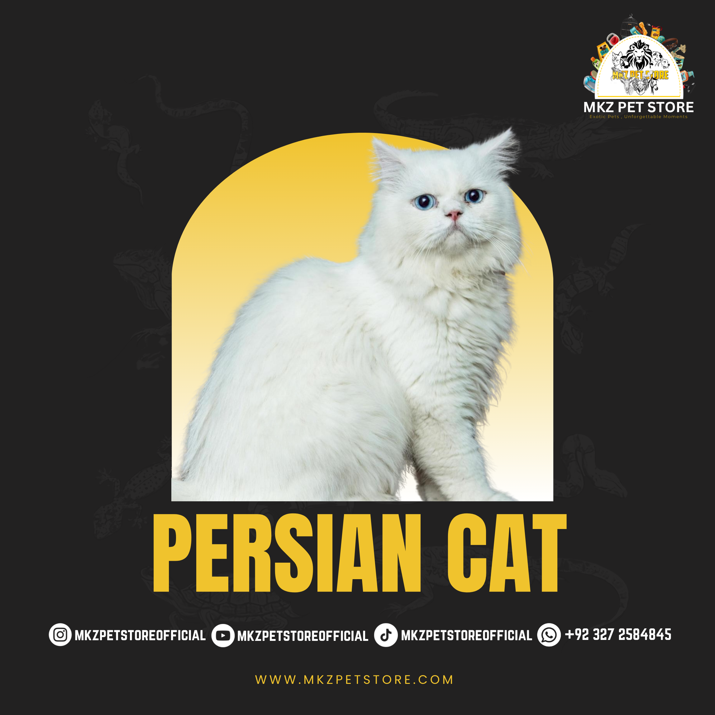 persian cat