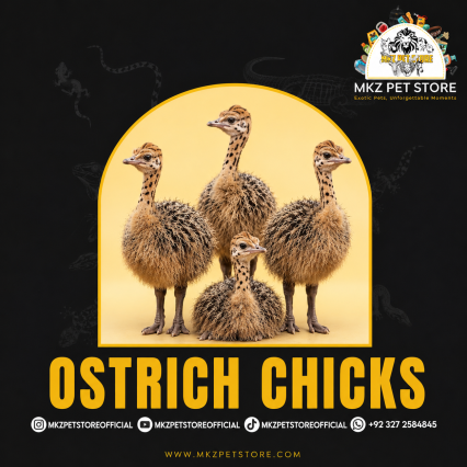 Ostrich chicks