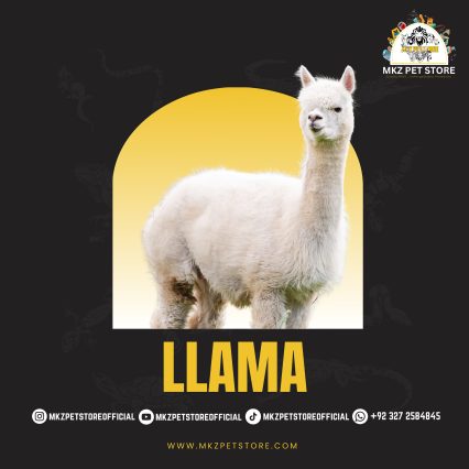Llama