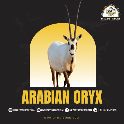 Arabian oryx