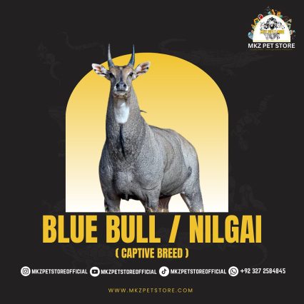 Nilgai | blue bull ( captive breed )