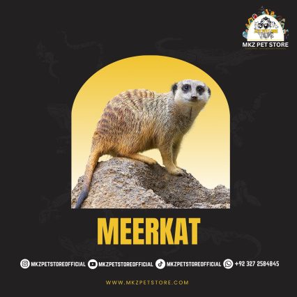 Meerkat