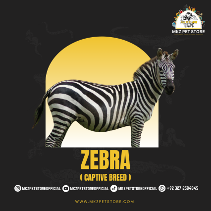 Zebra