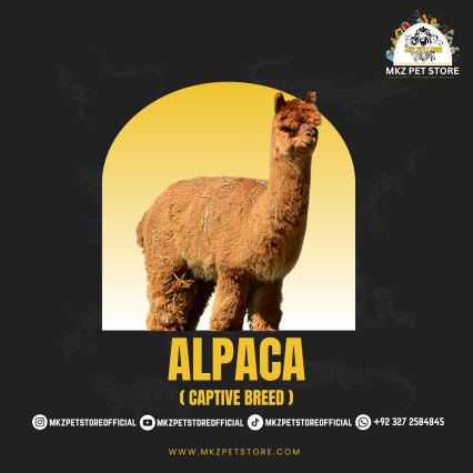 Alpaca