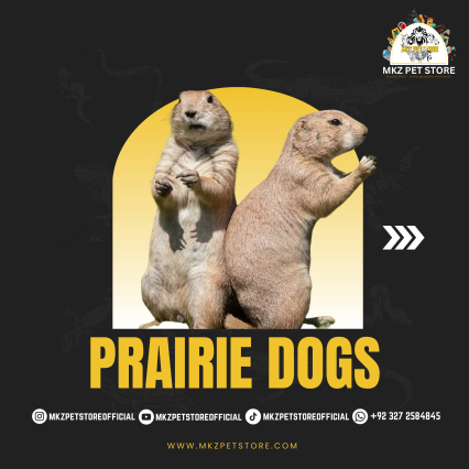 Prairie dogs