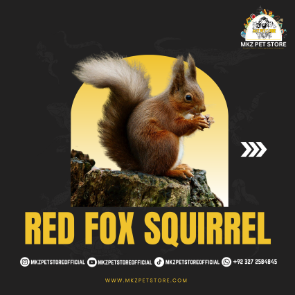 Red Fox squirrel